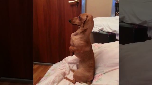 Басик смотреть онлайн