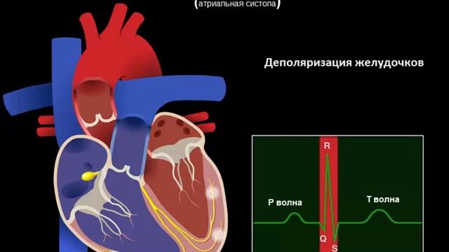 фазы сердечного цикла на экг смотреть онлайн