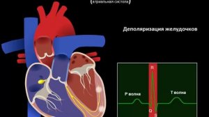 фазы сердечного цикла на экг