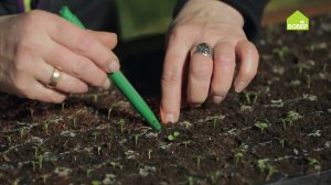 Пикирование рассады на примере анютиных глазок. Как ПИКИРОВАТЬ рассаду. Советы садовода