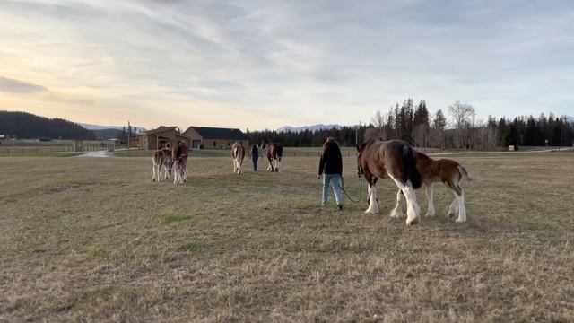 Walk the Clydesdales in for the Night at Clydesdale Outpost смотреть онлайн