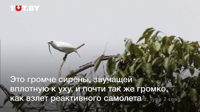 Как звучит самая громкая птица в мире смотреть онлайн