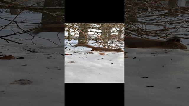Белочка зимой.mp4