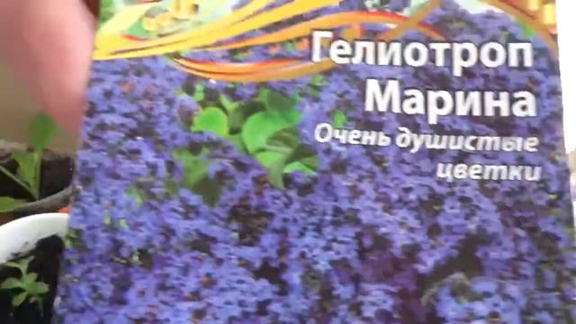 Мой третий подоконник ,с рассадой ! смотреть онлайн