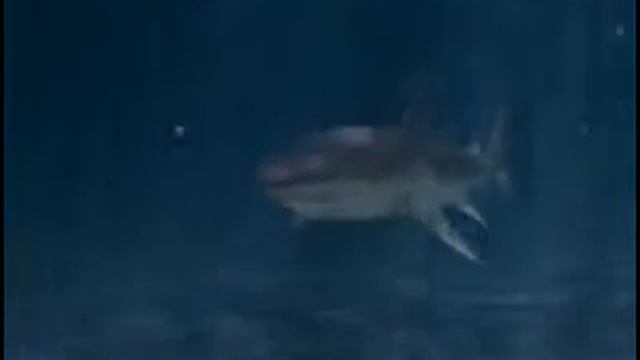 Коронки Hawera смотреть онлайн