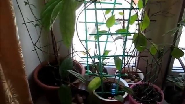 Мои растения, экскурсия на подоконнике смотреть онлайн