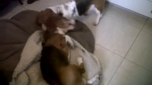 Grace & Maximilian the basset hounds смотреть онлайн