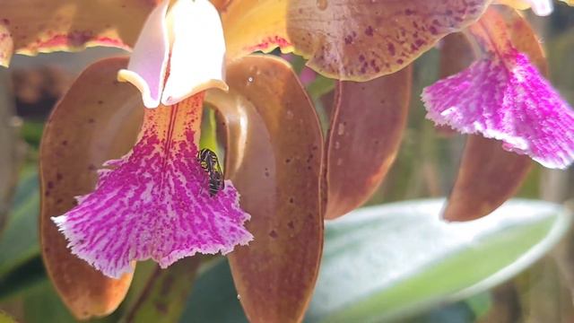 Como cuidar de orquídeas: orquidário Eds Mattos смотреть онлайн