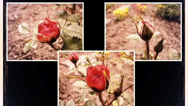 Слушать самую лучшую русскую песню и фото онлайн смотреть онлайн