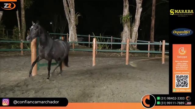 Live Haras Maraba смотреть онлайн