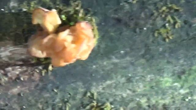Mushroom Collecting смотреть онлайн