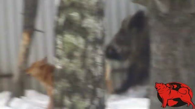 Натаска карело-финских лаек на кабана