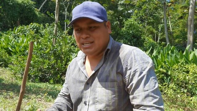 Este es el Tiempo Correcto para Sembrar Cítricos ? - Sembrar Planta de Limón ? смотреть онлайн