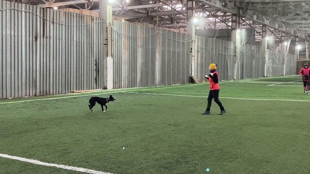 Как научить собаку командам Дрессировка собаки Танцы с собакой № 48. Брина-15 месяцев смотреть онлайн