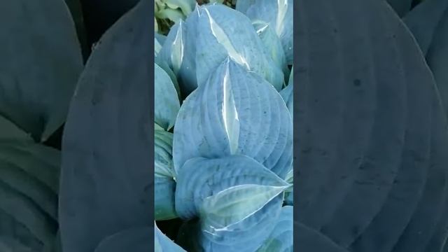 Хоста Киви Фул Монти смотреть онлайн