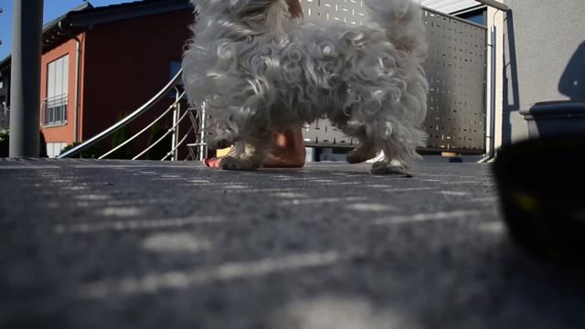 Coton de Tulear Isy ~ Summer of our lives смотреть онлайн