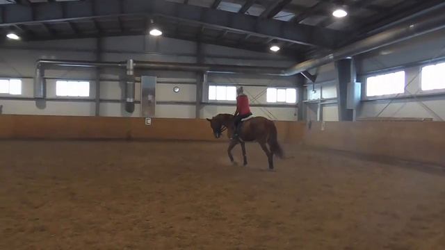 Работа лошади верхом через кавалетти на рыси смотреть онлайн