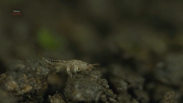 Monster insect to hunt frog! Epomis Beetle larva. смотреть онлайн