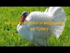 Когда можно выпускать индюков на траву?