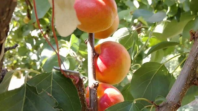 Абрикос Дигат. apricot Digat. Новый, красивый сорт эталонного вкуса. Первые плоды. Отзыв Макси Сад смотреть онлайн