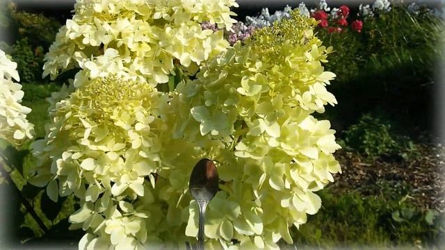 Гортензия метельчатая "Фантом". Hydrangea paniculata 'Phantom'. смотреть онлайн