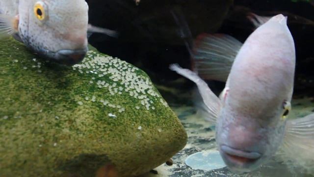 Vieja Hartwegi Breeding