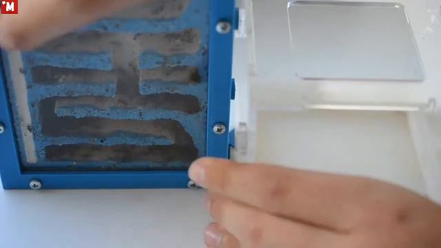 Муравьи Афеногастер шури. Вертикальный формикарий. смотреть онлайн