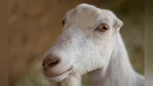 Козы Ламанча. Плюсы и минусы породы