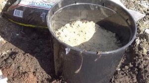 Лилии восточные,высаживаю в кашпо,меня устраивает  такой способ их выращивания.