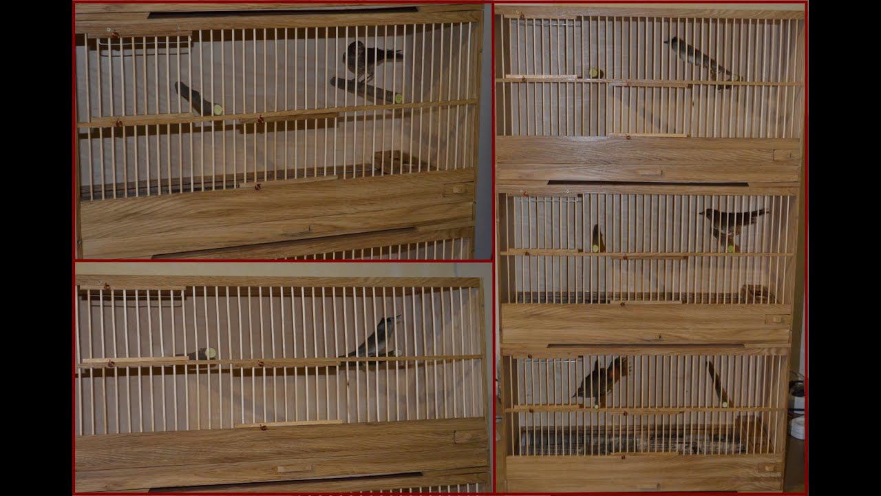 Боксы для насекомоядной птицы.