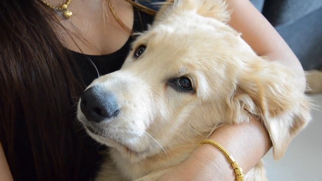 Golden retriever puppy loves to cuddle смотреть онлайн