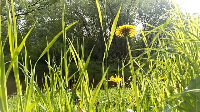 Слушал соловья на Тьмаке смотреть онлайн