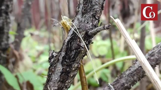 Андрей Туманов про формирование изгороди из шиповника смотреть онлайн