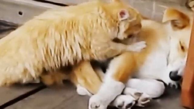 КОШКА ДЕЛАЕТ МАССАЖ СОБАКЕ. Отличный расслабляющий массаж смотреть онлайн