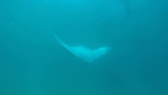 100 plus Manta Rays смотреть онлайн