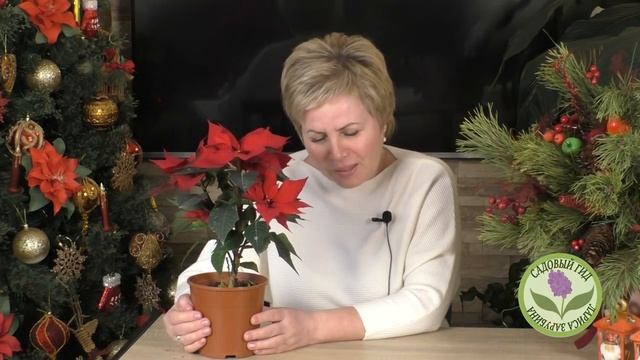 РОЖДЕСТВЕНСКАЯ ЗВЕЗДА ЗАЦВЕТЕТ ПОВТОРНО, ЕСЛИ ОБЕСПЕЧИТЬ ПРАВИЛЬНЫЙ УХОД! смотреть онлайн