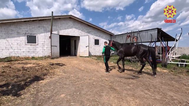 Лашапа чупакансем Кубокшăн ăмăртĕç смотреть онлайн