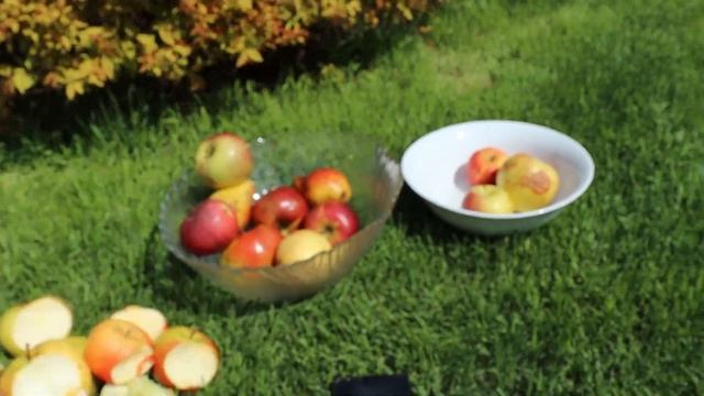 Обзор зимних сортов яблони часть 2 май 2021 смотреть онлайн