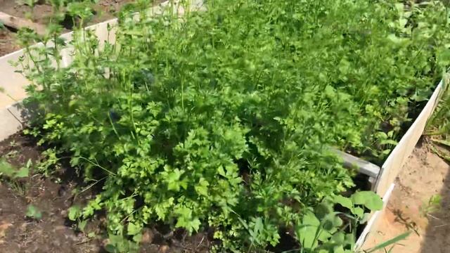 Обзор дачи Чайка