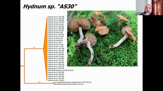 Biodiversity of Chanterelles and Hedgehog Mushrooms in NB with Dr. Alfredo Justo смотреть онлайн