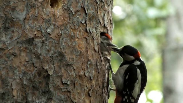 Гнездо большого пёстрого дятла, птенца кормит самец смотреть онлайн