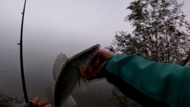 ДОН! Судак в октябре на силикон. Бейткастинг, джиговая ловля. Рыбалка 2022г. #AbuGarcia#KEITECH#Jig