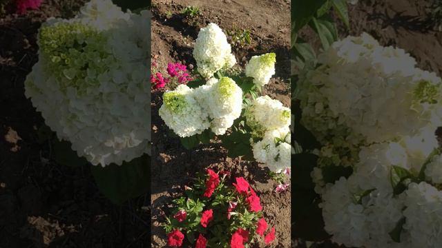 Метельчатая гортензия Меджикал Килиманджаро. смотреть онлайн