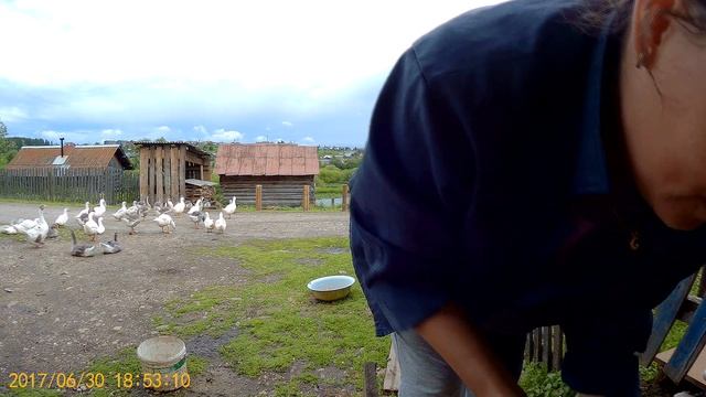 Вес уток с Благовара в 49 дней // Башкирская цветная, фаворит // Мое хозяйство смотреть онлайн