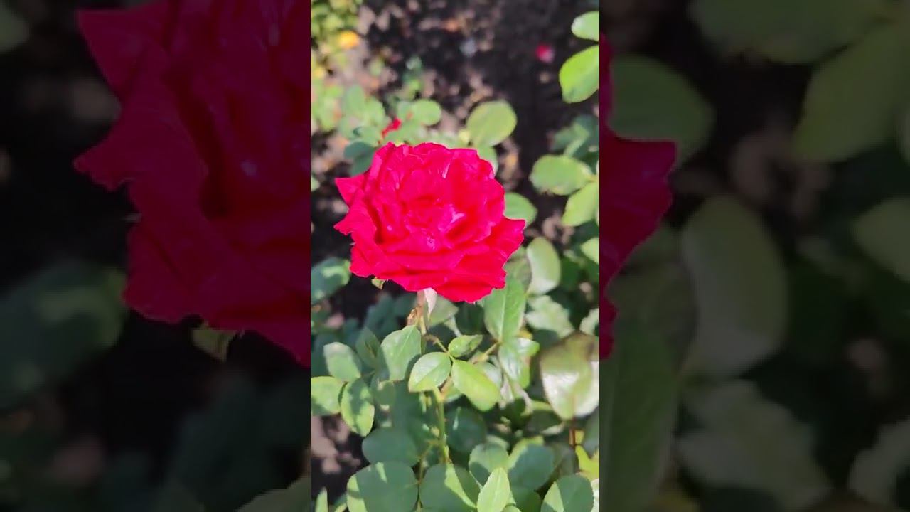 продажа саженцев роз по всей России смотреть онлайн