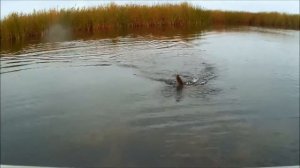 «O.S.P» - Bent Minnow 106 F.  Щука на спиннинг. + Классный трек