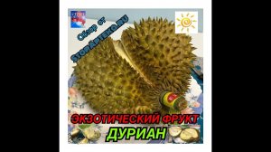 ТРОПИЧЕСКИЙ ФРУКТ ДУРИАН НА ВКУС И ЗАПАХ! ОБЗОР И ДЕГУСТАЦИЯ ОТ СТОПАПТЕКИ!