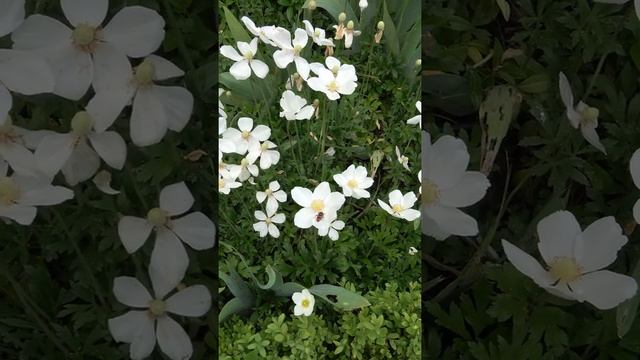 Anemone sylvestris#shorts смотреть онлайн