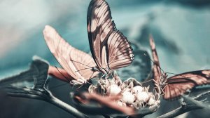 Хрупкие цветы, которые сорвал ветер. Удивительные факты о бабочках