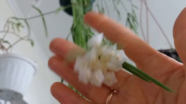 Хойя линеарис смотреть онлайн